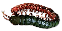 Ryslatha's Coil Ornate Belt
